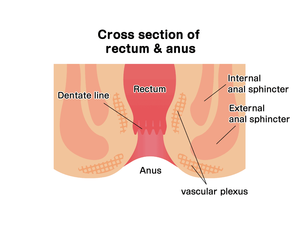 Illustration of cross section of rectum & anus