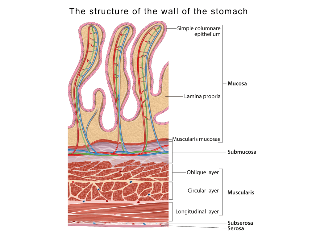 Illsutration of wall structure of the stomach