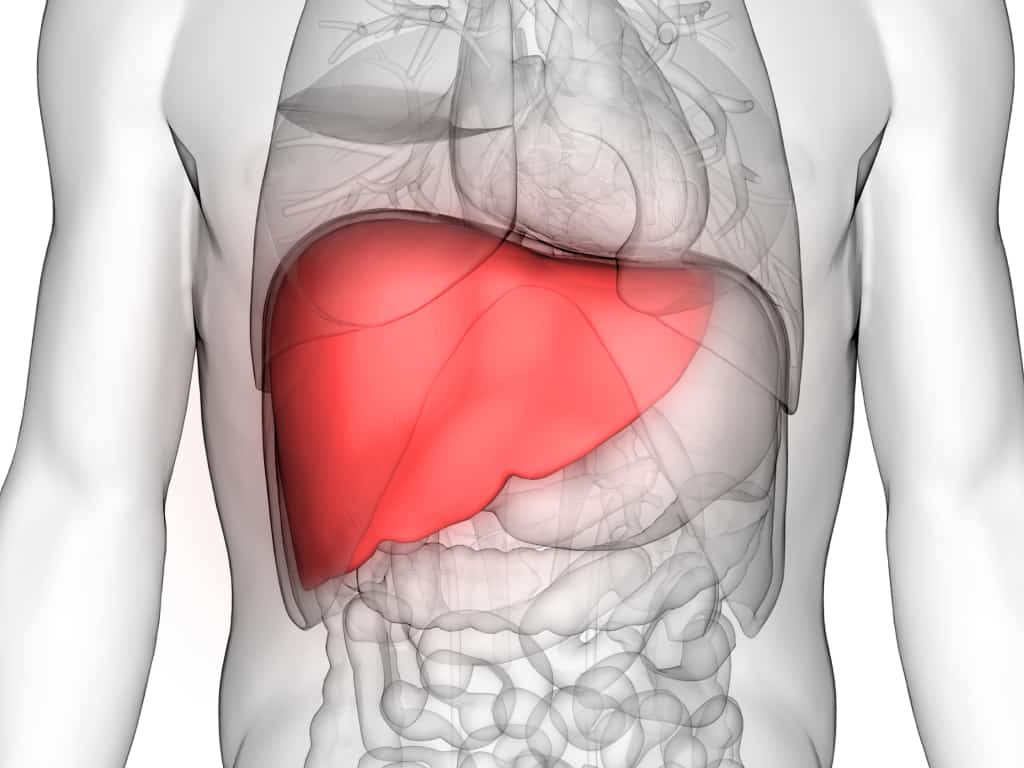 Liver-in-a-human-anatomy