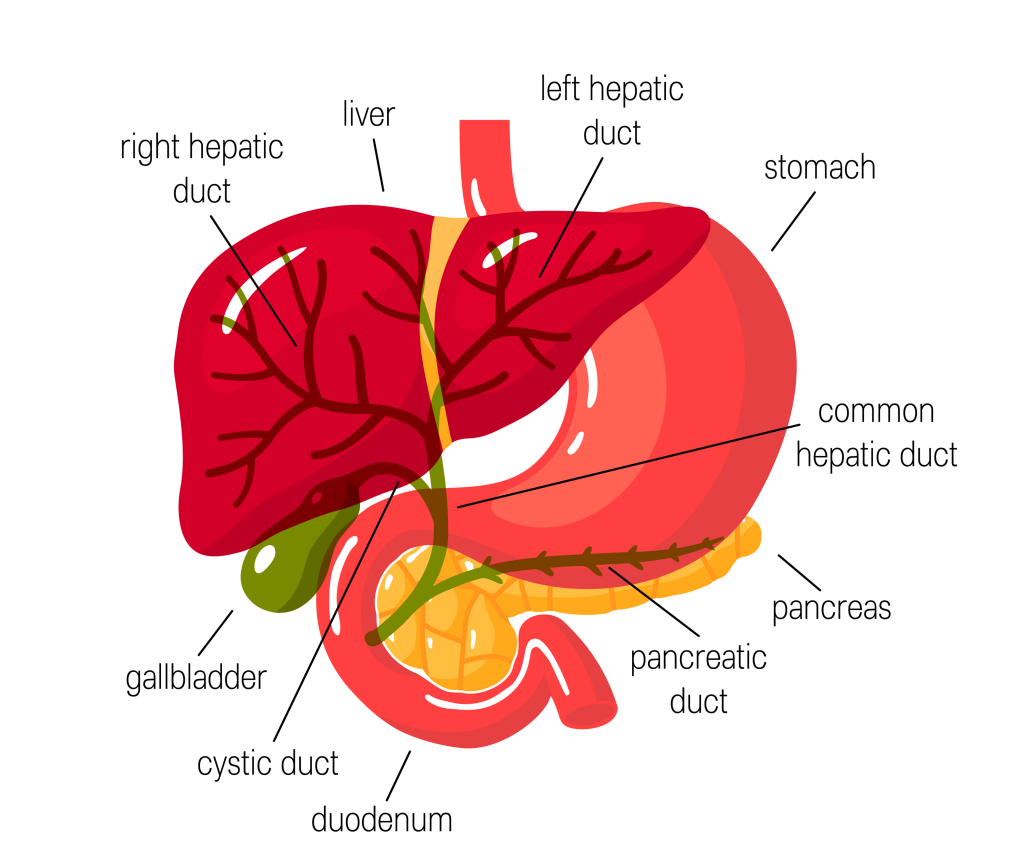 Illustration of a human organ anatomy
