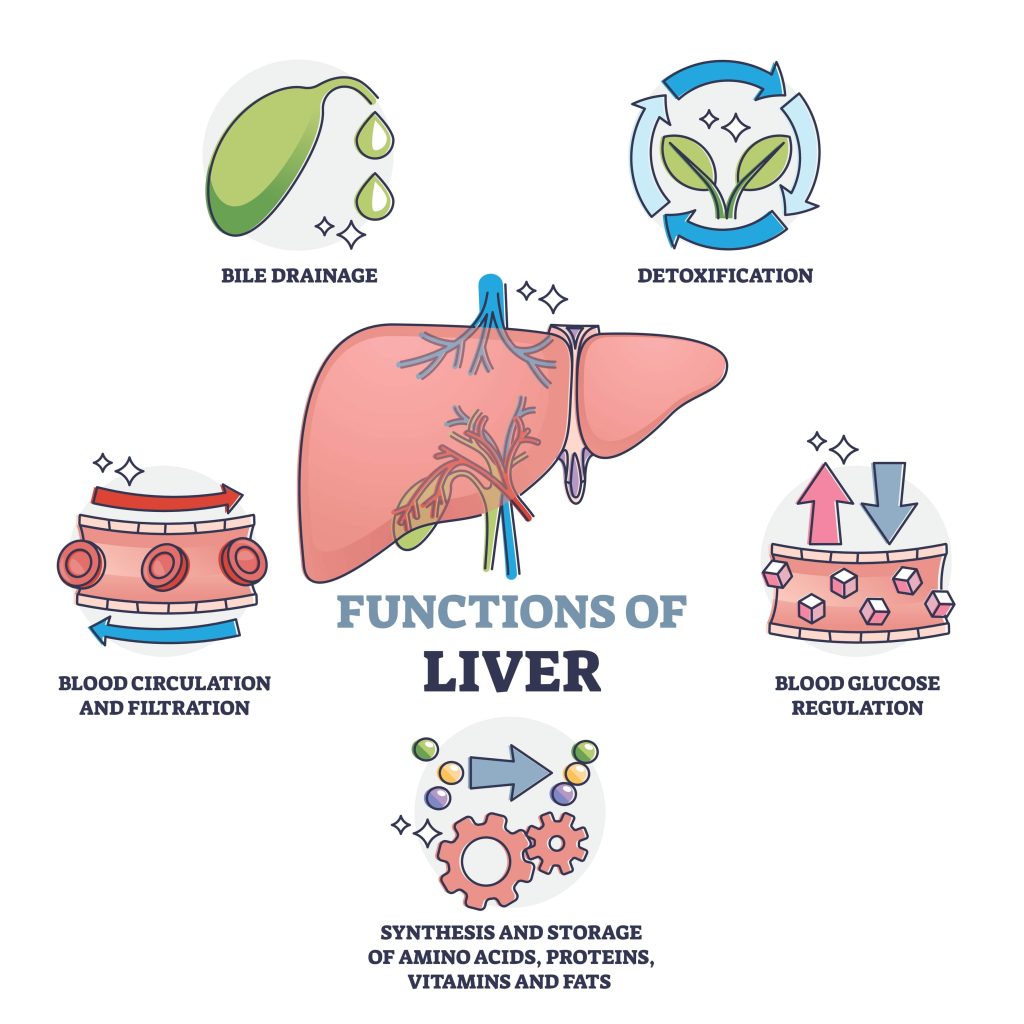 Function of livers