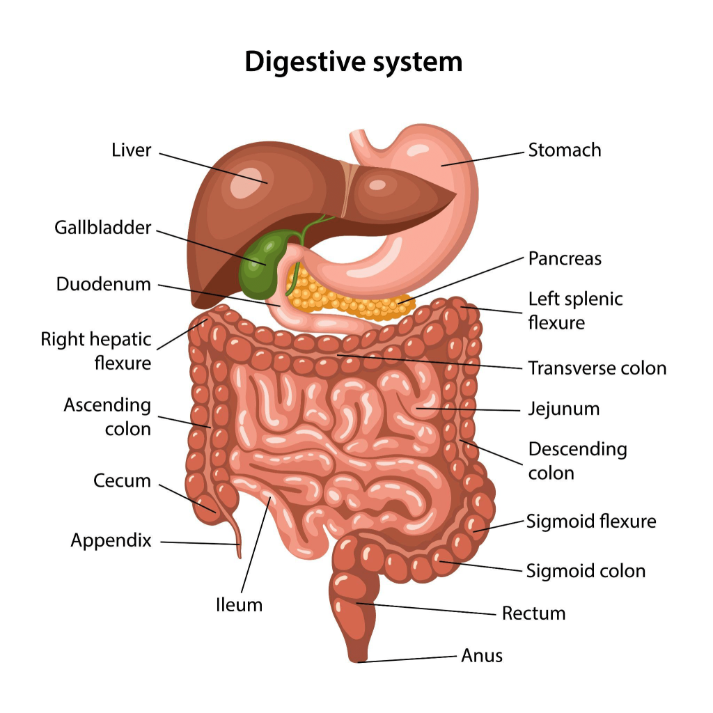 Illustration of Digestive System-min