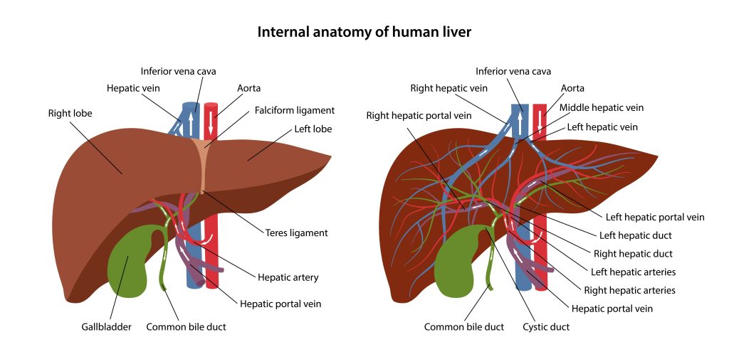 What are Liver Function tests?