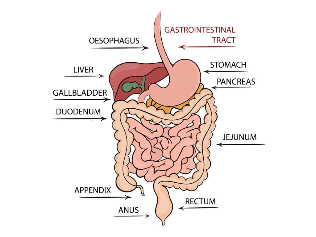 Internal organ illustration