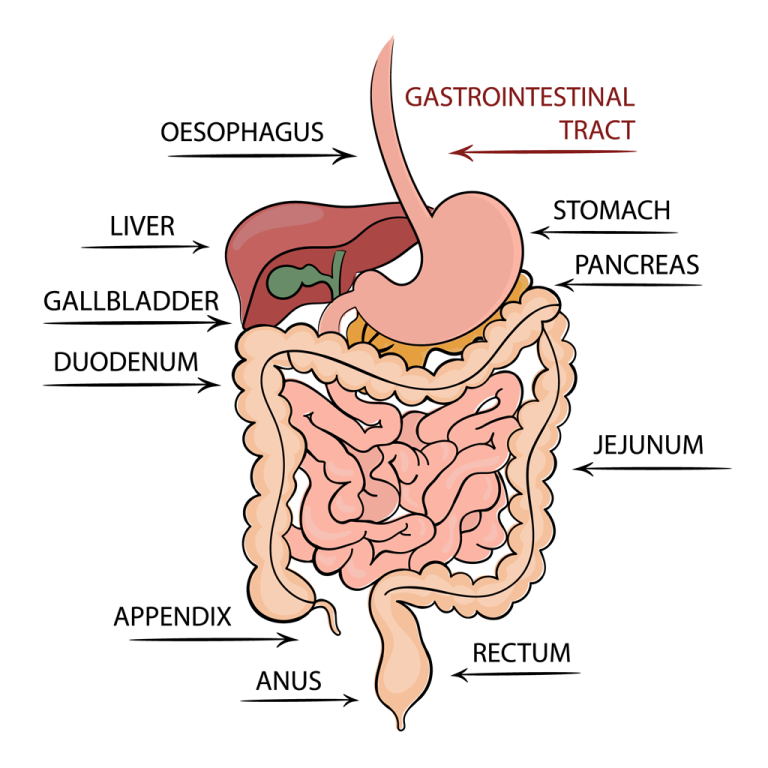 Gastritis Symptoms Duodenitis In Singapore Alpha Digestive 