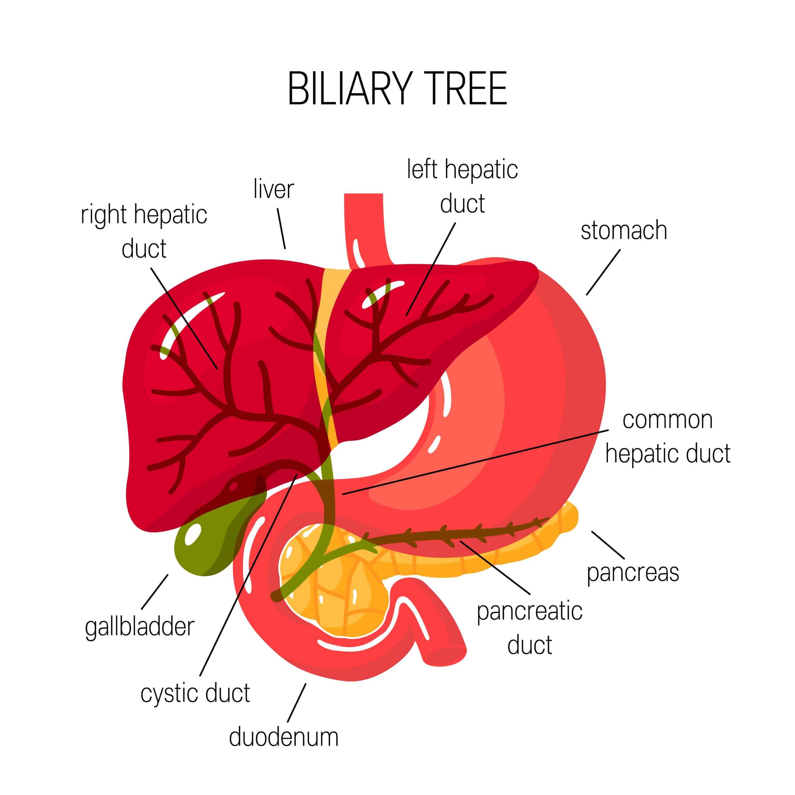 Illustration of Biliary Tree